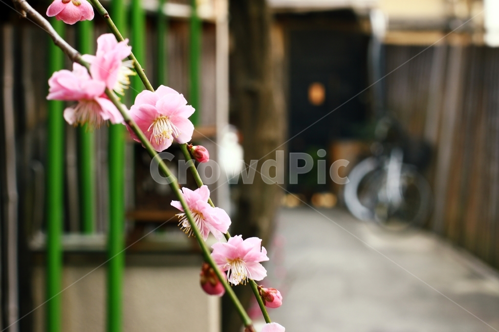 꽃,분홍,핑크,길거리,봄,감성,식물,plant,pink,flower,street,봄꽃,매화,prunusmume,풍경,식물,자연,plants,nature,꽃,flower
