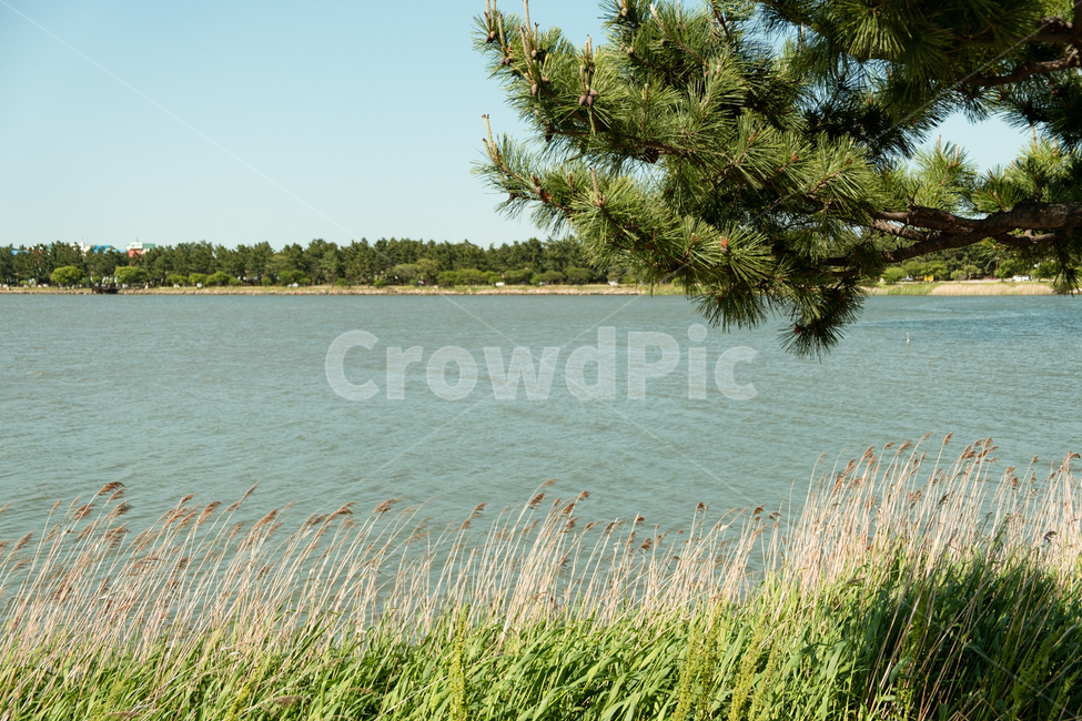 경포대,경포호수,자연,호수,갈대,나무,lake