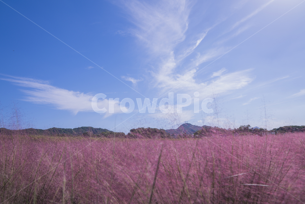 가을,양주,나리공원,꽃,축제,핑크뮬리,가을,계절,fall,autumn,season,자연,풍경,nature,landscape,plant,식물