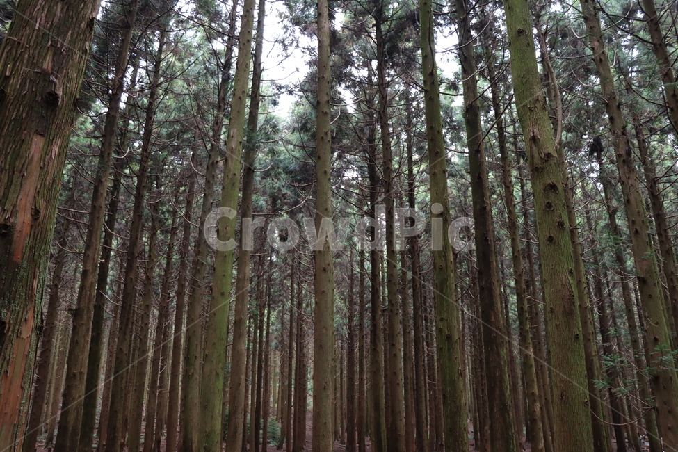 숲,숲길,삼나무,삼나무숲,식물,나무,초목,삼림지,땅,plant,tree,vegetation,woodland,land,nature,자연,풍경,nature,landscape