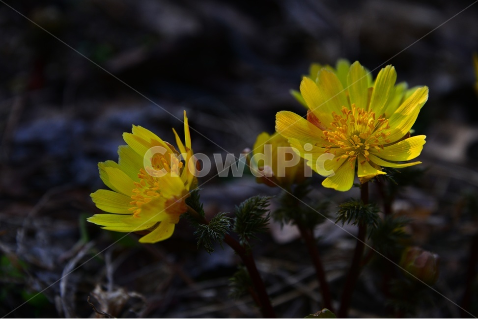 plant,식물,flower,blossom,꽃,야생화,복수초,봄꽃,노랑꽃,봄,계절,봄전령사