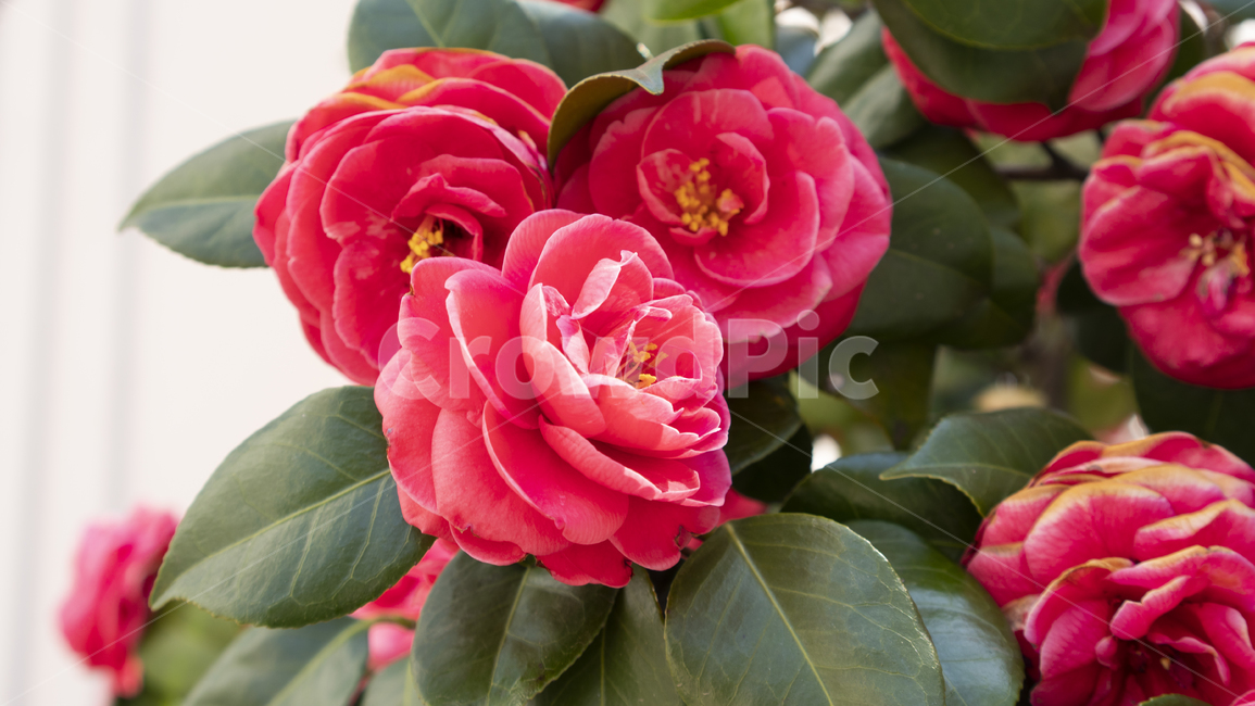 동백꽃,봄꽃,식물,봄배경,꽃배경,rose,장미,flower,blossom,꽃,식물,자연,plants,nature,꽃,flower