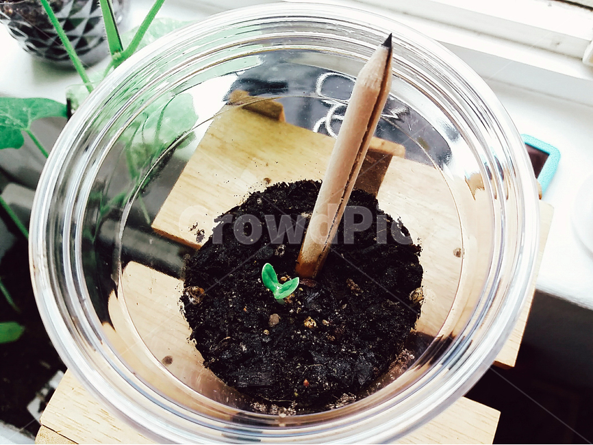 봄,해바라기,씨앗,새싹,감성,사진,푸르름,생명,spring,sunflower,sprout,봄,계절,spring,season,식물,자연,plants,nature,soil,흙