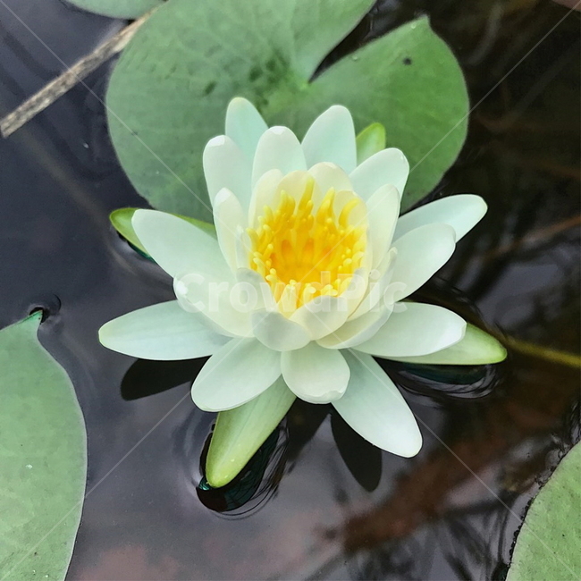 연,꽃,lotus,flower,수생식물,연꽃,waterplant,잎,초록,하얀,물,water,식물,자연,plants,nature,꽃,flower