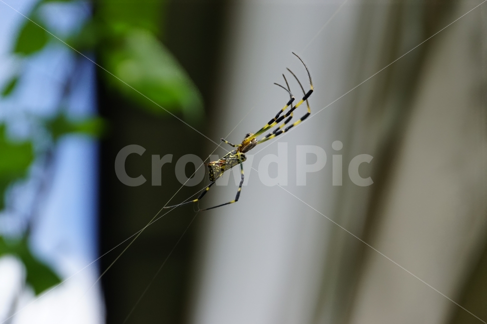 거미,거미줄,곤충,벌레,동물,식물,자연,줄기,여름,nature,animal,spider,summer,건물,주택,하늘,계절,season,감성,접사,macro,풍경,landscape,동물,animal,곤충,벌레,insect,bug