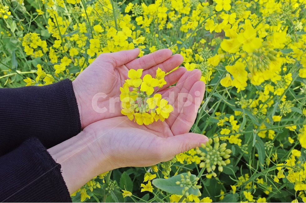 제주도,유채꽃,꽃반지,유채꽃밭,유채꽃축제,산방산,봄,계절,spring,season,식물,자연,plants,nature,꽃,flower,감성,sensible,feeling,plant