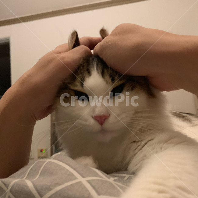 고양이,노르웨이숲,노르웨이숲고양이,장모종고양이,품종묘,식빵,식빵굽기,하얀색,갈색,검정색,주황색