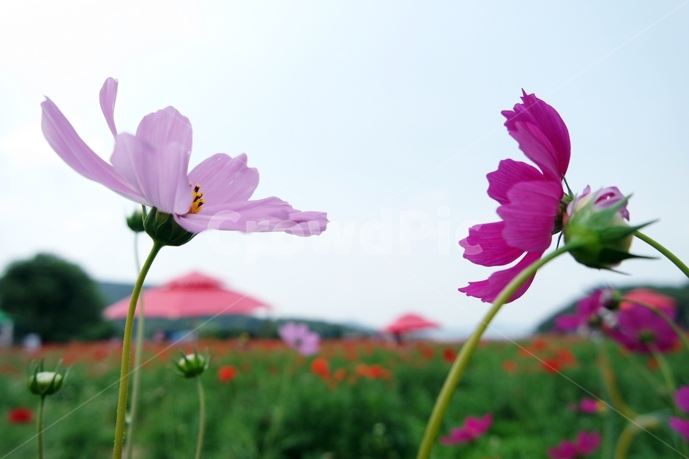 꽃,꽃사진,자연,식물,꽃배경,식물,자연,plants,nature,꽃,flower