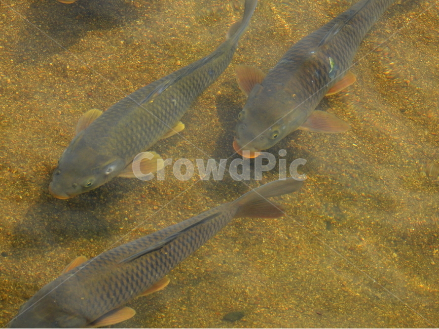 동물,생선,물고기,강,호수,동물,animal,어류,물고기,fish