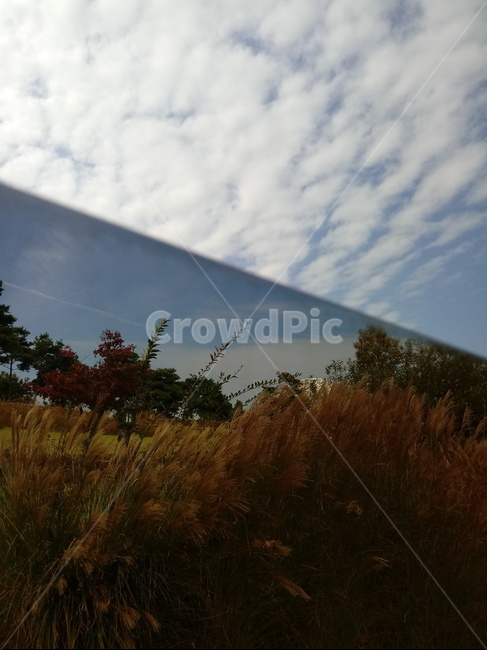 식물,갈대,plant,reed,다년생초본,하늘,간성,경관,경치,거울