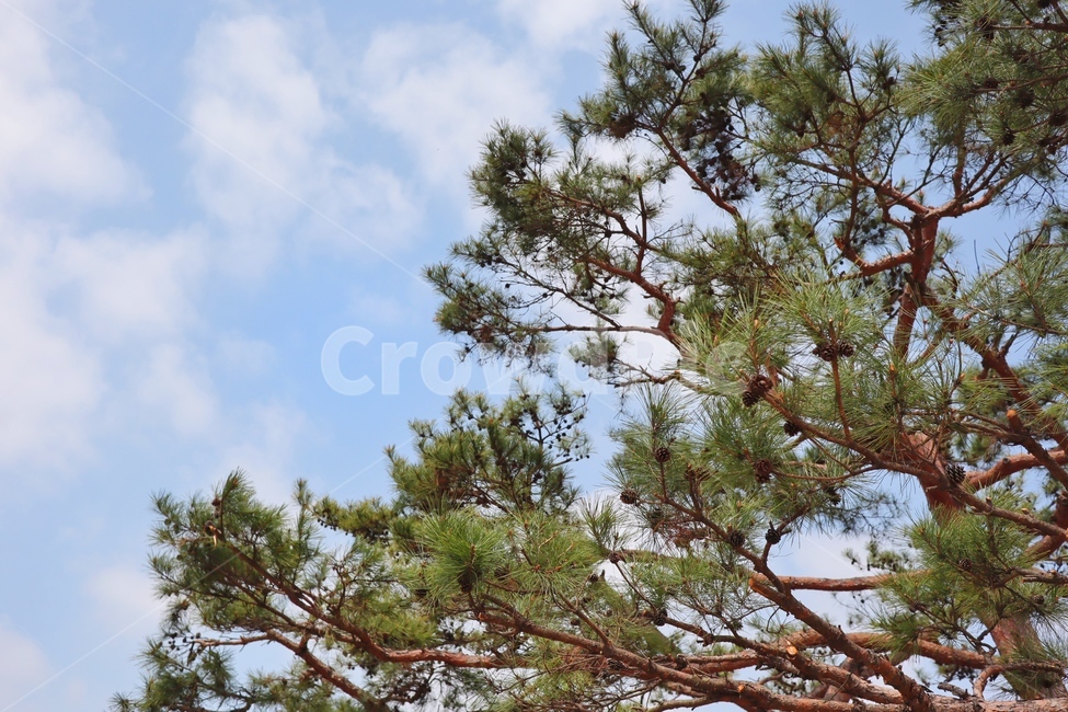 나무,하늘,소나무,tree,sky,식물,자연,plants,nature,나무,trees,wood