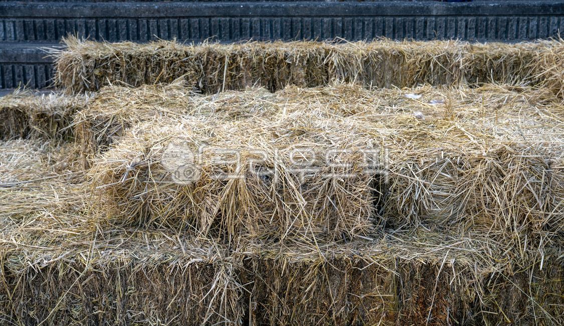 볏짚,볏단,짚,지푸라기,마른,갈색,재질,질감,nature,straw,자연,야외