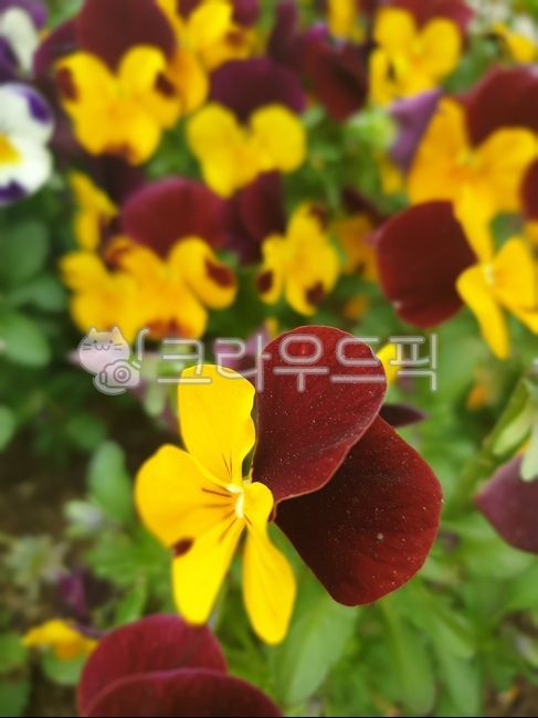 삼색팬지,팬지,야생꽃,봄꽃,노란팬지