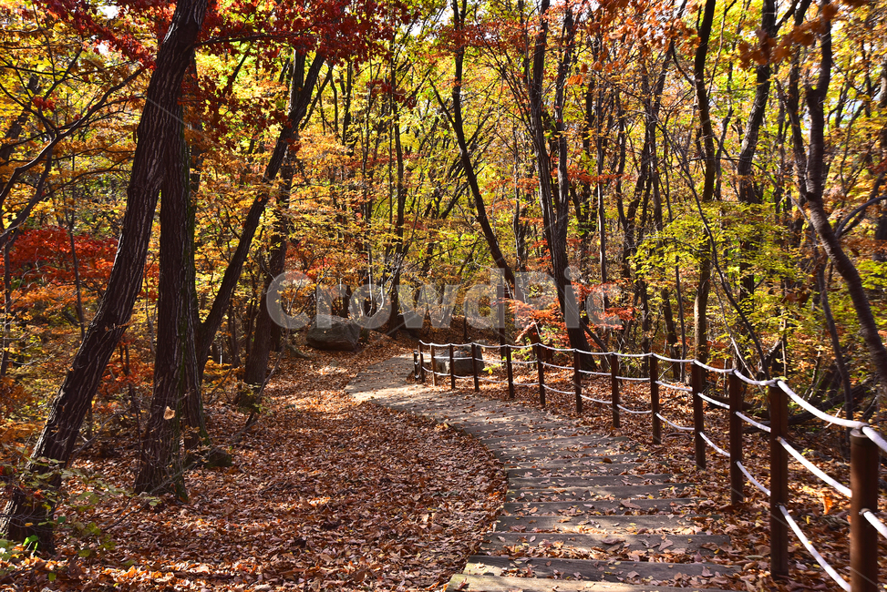 가을,가을배경,한국자연경관,배경,바탕,백그라운드,단풍숲,계절,시즌,season,outdoor,옥외,야외,식물,plant,flowers,autumn,fall,background,maple,tree,찬란한,칼라풀,colorful,forest,가을풍경,단풍산,등산로,산책로,힐링,형형색색,가을산,healing,인적없는,호젓한,나무계단,데크,deck,가을,계절,fall,autumn,season,자연,풍경,nature,landscape,ground,바닥,나무