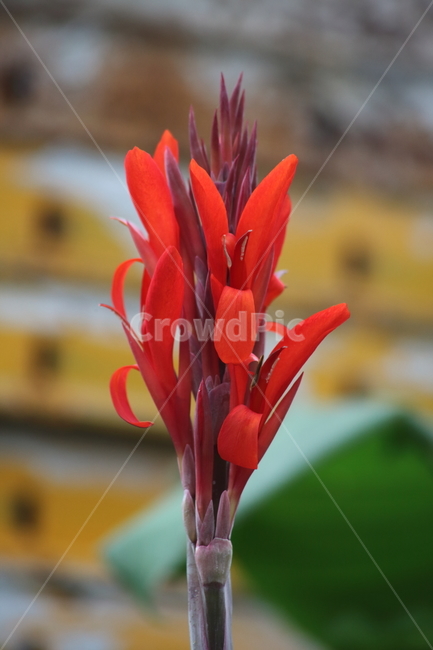 꽃,홍초,칸나,canna,flower