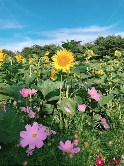 해바라기,코스모스,꽃,식물,sunflower,배경화면,하늘,꽃밭,해바라기밭,식물,자연,plants,nature,꽃,flower