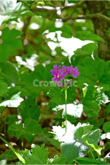 큰앵초,야생화,꽃,식물,자연,생태,플라워,flower,plants,nature,식물,자연,plants,nature,꽃,flower
