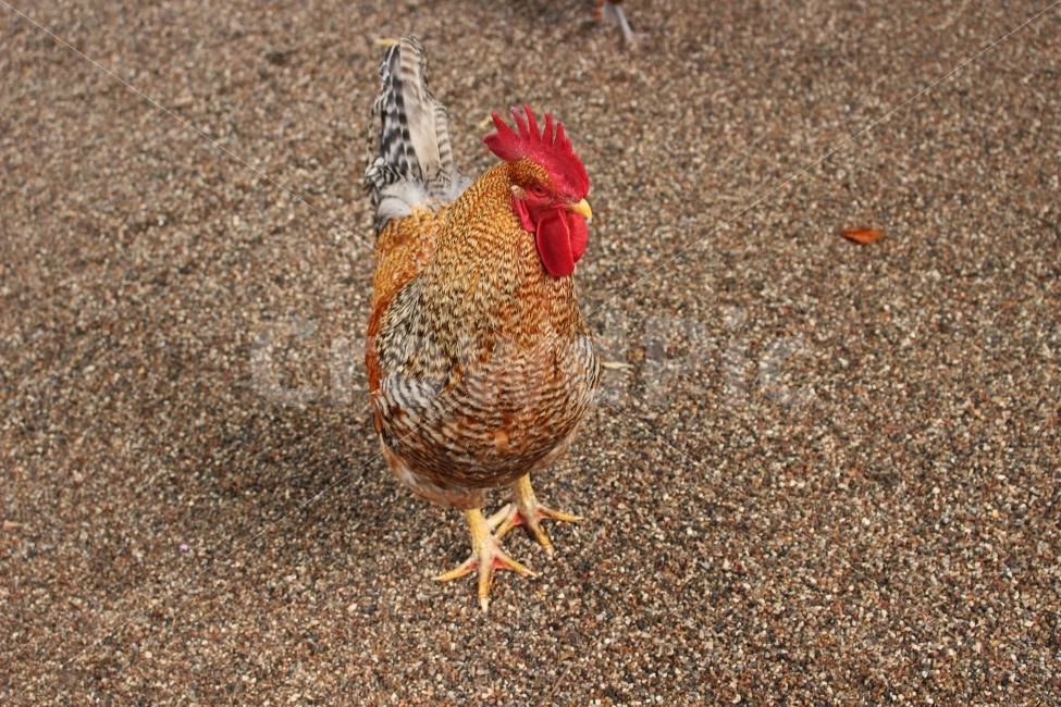 닭,수탉,동물,조류,새,치킨,chicken,animal,동물원,동물,animal,조류,새,birds