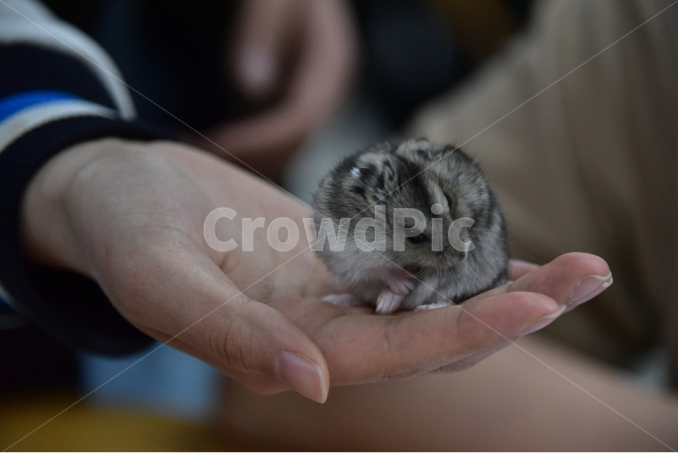 햄스터,동물,애완동물,포유류,펫,귀여움,귀여운,hamsters,mammals,pets,pet,cute,동물,animal,포유류,mammal