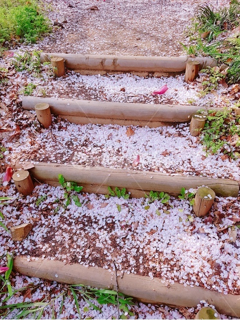 pink,Cherry Blossom,flower road,Cherry blossom viewing,spring,cherry blossom petals,petal,cell phone wallpaper,season,spring day,spring wallpaper,girl sensibility,nature,picnic,Cherry blossom scenery,flower,Pink sensibility,plant,spring scenery,Wallpapers