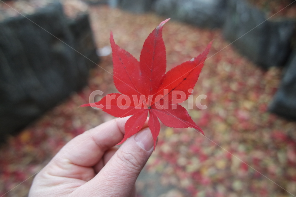나뭇잎,잎사귀,단풍,가을,그림자,빨강,길,로드,leaf,잎,plant,식물,나무,human,인간,person,사람,tree,leaves,foliage,autumn,shadow,red,road,rod,가을,계절,fall,autumn,season