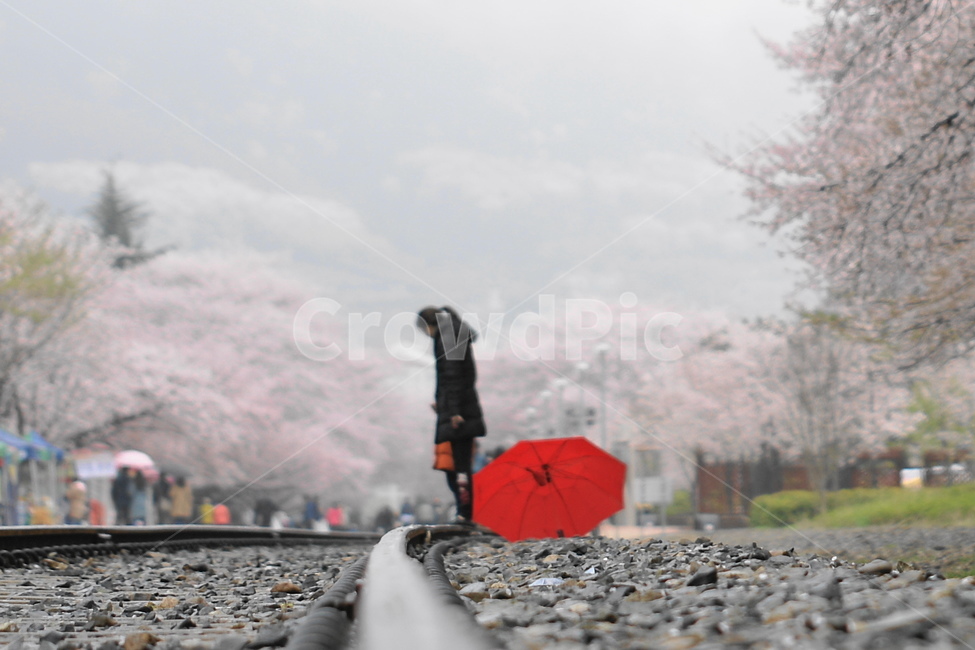 철길,경화역,벗꽃,우산,비,봄,계절,spring,season,자연,풍경,nature,landscape,사람,인물,인간,human,person,여성,여자,woman,female,lady,dirt road,흙길,road,도로,gravel,자갈
