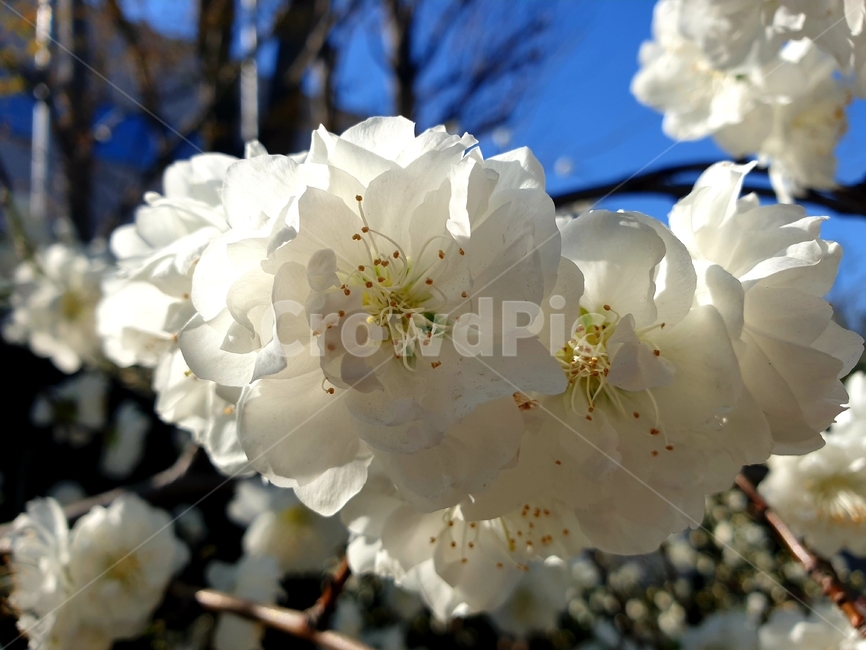 plant,식물,꽃,flower,봄,spring,개화,자연