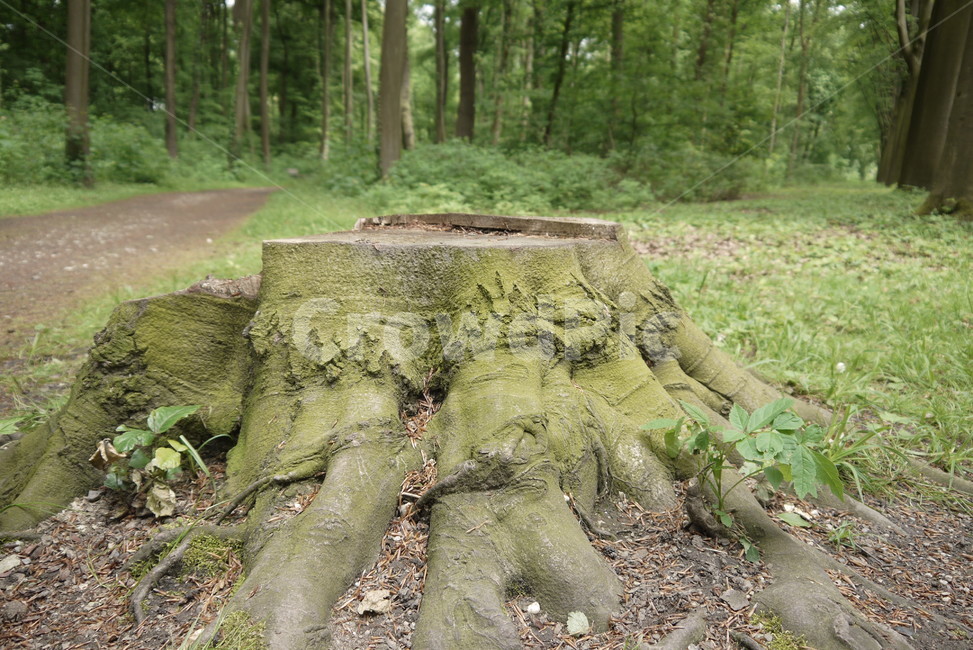 나무밑둥,잘려진나무,이끼,숲,forest,나무,trees,wood