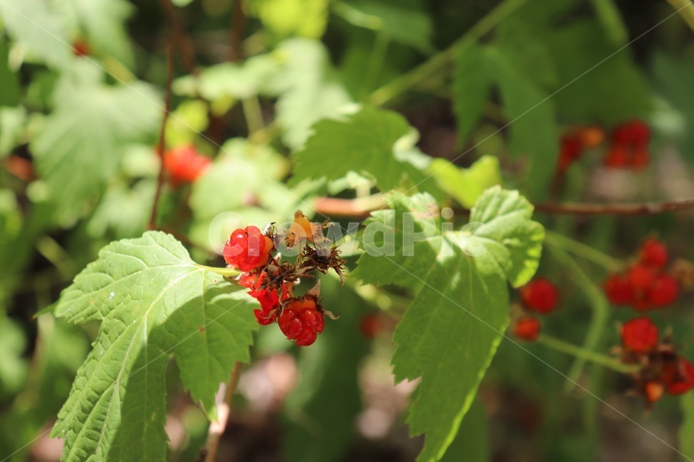 산,산딸기,딸기,색감,채집