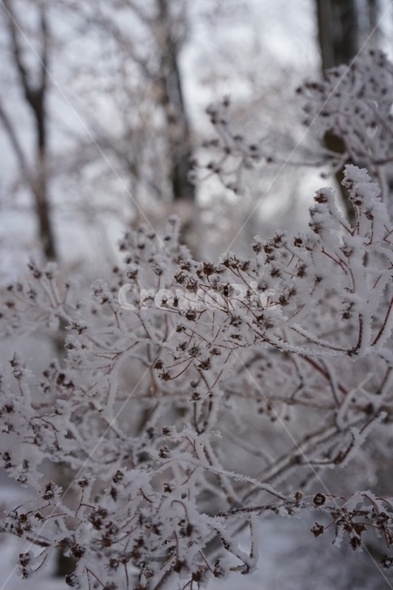 눈꽃,상고대,겨울,눈,snow,풍경,겨울,계절,winter,season,식물,자연,plants,nature