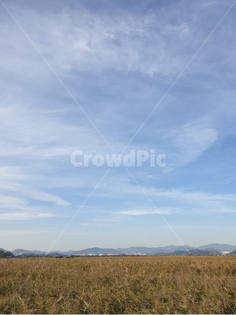 하늘,구름,갈대,자연,sky