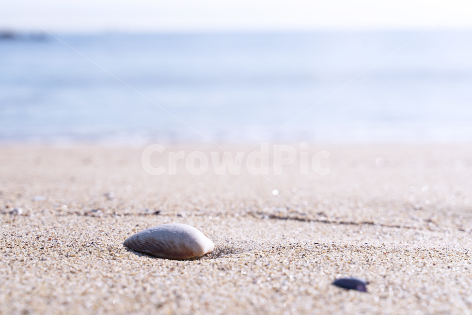 바다,해변,모래사장,해수욕장,조개,sea,beach,clam,sand,해변,바다,beach,sea