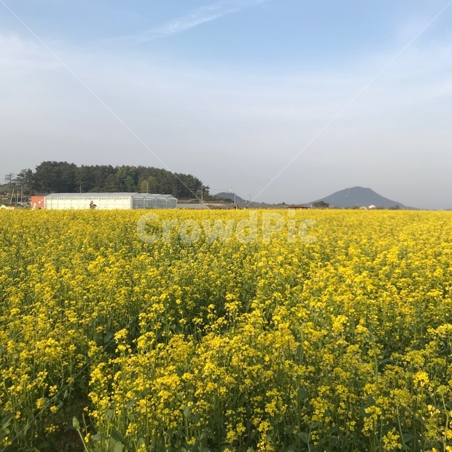 유채꽃,봄,맑은하늘,유채밭,산