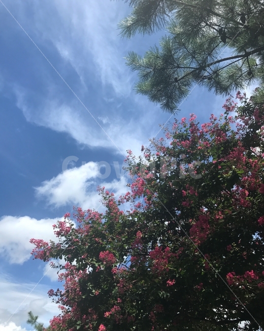 풍경,배롱나무,하늘,구름,전주,자연,풍경,nature,landscape,plant,식물