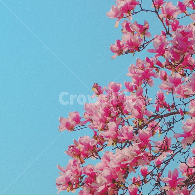 꽃,벚꽃,풍경,감성,색감,하늘,필름,봄,계절,spring,season,plant,식물,blossom,flower