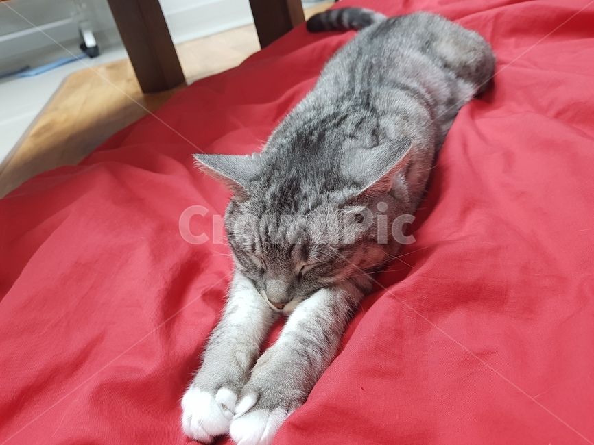 고양이,자고있는고양이,고양이자세,자는고양이,브리티쉬숏헤어,브리숏,코숏,동물,animal,포유류,mammal,고양이,cat,kitten,kitty