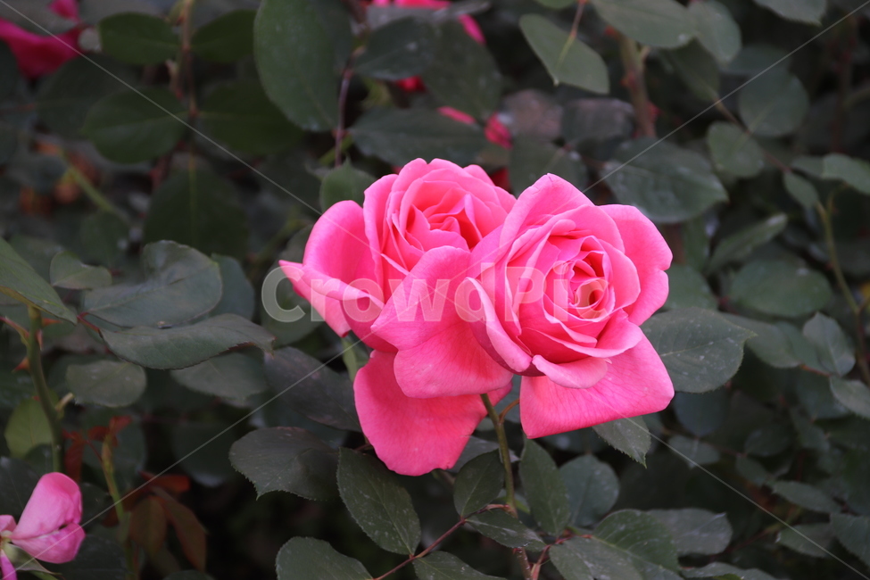 장미꽃,장미,꽃,자연,풍경,이곡장미공원,식물,자연,plants,nature,꽃,flower