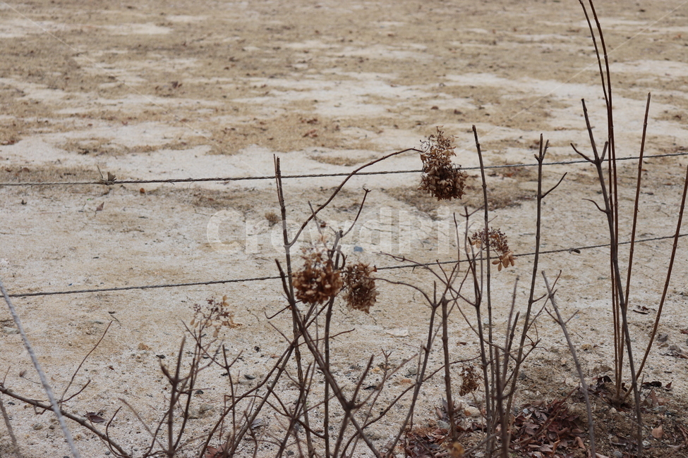 nature,자연,겨울,쓸쓸함,brown,식물,자연,plants,nature