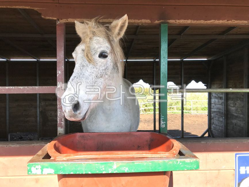 말,망아지,먹이주기,잘생김,동물