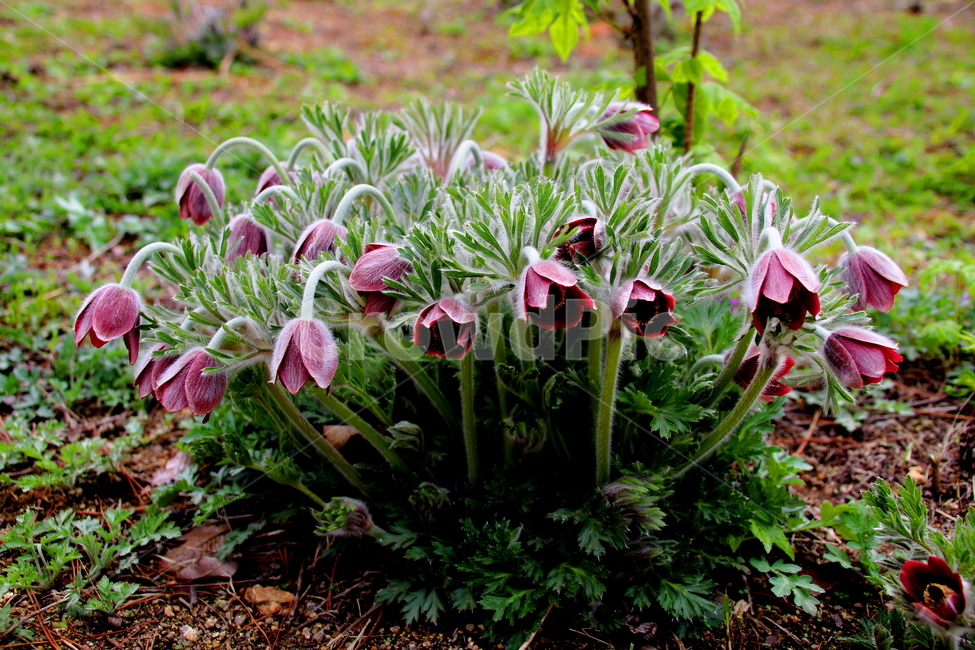 꽃,식물,할미꽃,봄,계절,식물,자연,plants,nature,꽃,flower