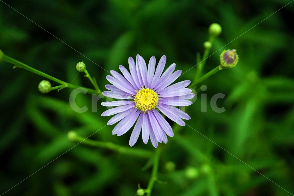 벌개미취,꽃,식물,자연,플라워,flower,nature,7월,여름,summer,꽃봉오리,animal,풍경,landscape,식물,자연,plants,nature,꽃,flower