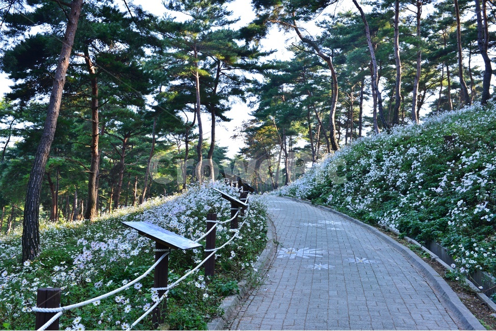 weather,날씨,fog,안개,nature,자연,outdoors,옥외,tree,나무,plant,식물,treetrunk,나무줄기,vegetation,초목,woodland,삼림지,forest,숲,정읍,구절초공원,구절초,구절초축제,소나무