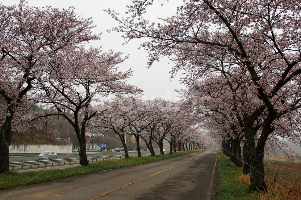 꽃,벚꽃,벚나무,나무,자연,식물,자연풍경,봄,spring,nature,trees,감성,분홍색,pink,길,풀,sky,하늘,봄,계절,spring,season,plant,blossom,flower