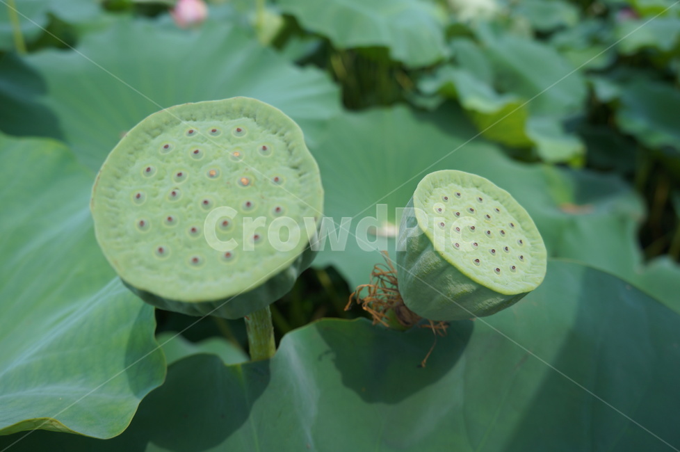 연꽃,꽃,flower,초록,씨앗,여름,물위,lotus