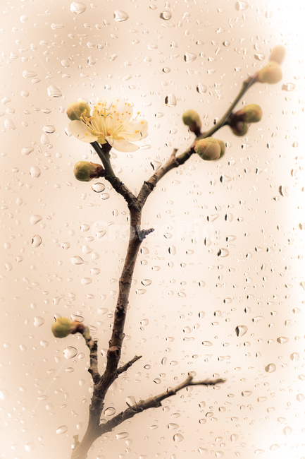 비,rain,봄,plant,식물,매화,매화나무,식물,자연,plants,nature,꽃,flower,비,비오는날,rain,rainy