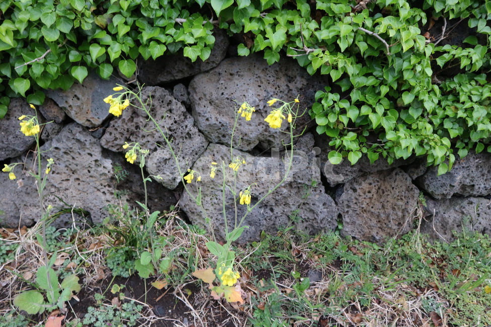 들꽃,돌담,현무암돌담,자연,제주,stonewall,basaltic,jeju,wildflower