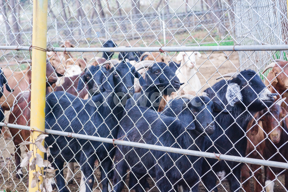 염소,흑염소,산,염소들,동물들,동물,animal,포유류,mammal,산업,industry,industrial,목축업,목장,livestock farming,ranching,pasture
