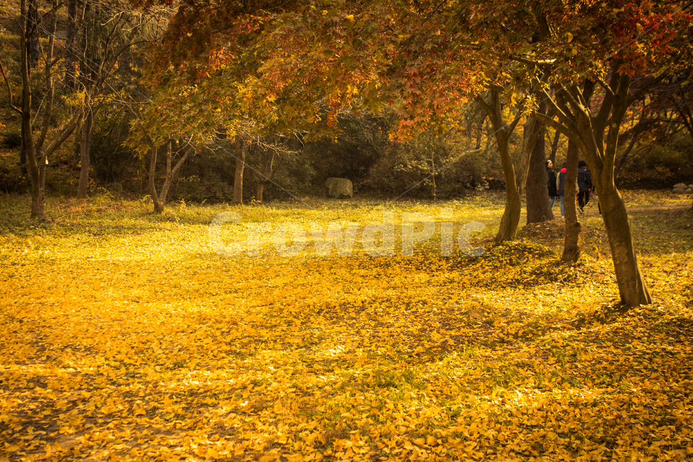 은행나무,가을,가로수길,road,단풍,plant,식물,은행잎,잎,leaf,tree,가을,계절,fall,autumn,season,자연,풍경,nature,landscape,grassland,목초지,outdoors,옥외,field,들