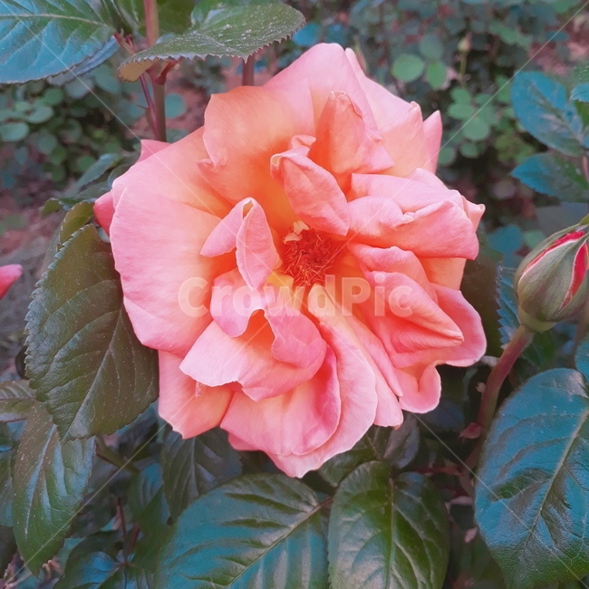 꽃,장미,제라늄,분홍색,식물,flower,식물,자연,plants,nature,꽃,flower