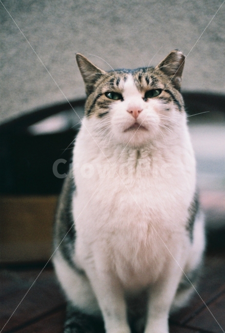 	고양이,길고양이,길냥이,동물,자연,생명,야생동물,미묘,미냥,아련,아련사진,증명사진,야생,cat,kitty,kitten,cute,lovely,pet,animal,street,streetcat,stray,straycat,wild,wildlife,wildanimal,wildcat,beauty,beautiful,natuer,natural,동물,animal,포유류,mammal,고양이,cat,kitten,kitty,감성,sensible,feeling